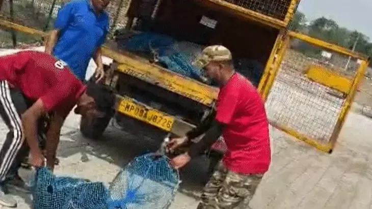 इंदौर में डॉग ने 40 को काटा,25 कुत्ते पकड़ाए:अरबिंदो अस्पताल के पिछले हिस्से से घुसे थे, सबसे पहले स्टाफ पर हमला किया था